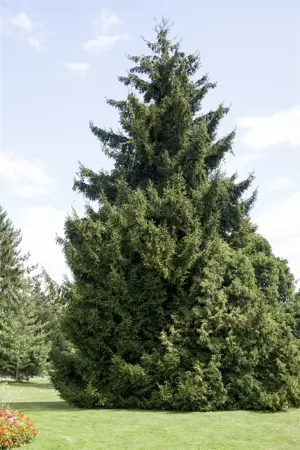 Picea orientalis - 300-350 CM C290 - image 2