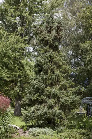 Picea orientalis - 200-250 CM C290 - image 1