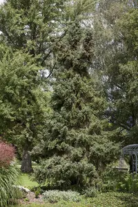 Picea orientalis - 200-250 CM C290 - image 5