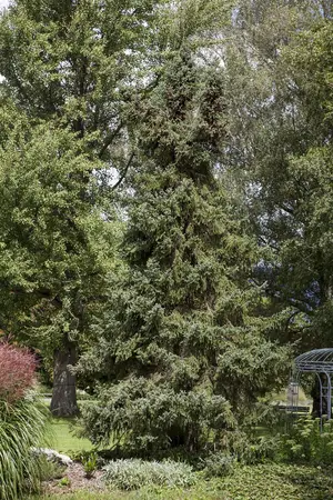 Picea orientalis - 80-100 CM C10 - image 1