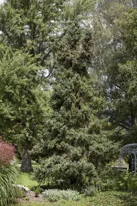 Picea orientalis - 80-100 CM C10 - image 1