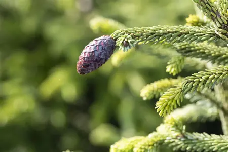 Picea orientalis - 300-350 CM C290 - image 3