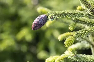 Picea orientalis - 300-350 CM C290 - image 3
