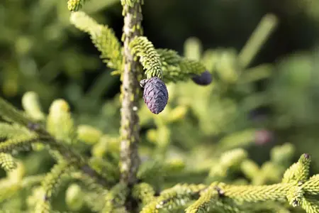 Picea orientalis - 300-350 CM C290 - image 4