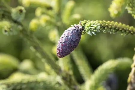 Picea orientalis - 300-350 CM C290 - image 5