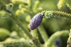 Picea orientalis - 300-350 CM C290 - image 5