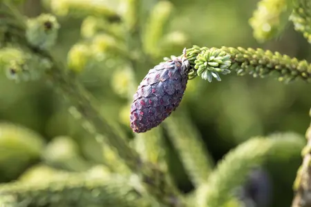 Picea orientalis - 200-250 CM C290 - image 5