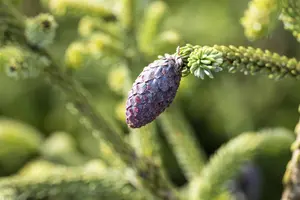 Picea orientalis - 200-250 CM C290 - image 5