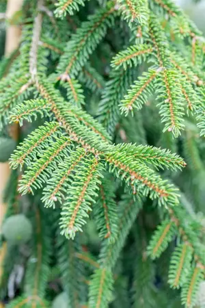 Picea orientalis 'Aureospicata' - 25-30 CM C2.5 - image 5