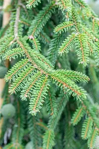 Picea orientalis 'Aureospicata' - 200-250 CM C150 - image 4