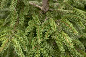 Picea orientalis 'Aureospicata' - 25-30 CM C2.5 - image 3