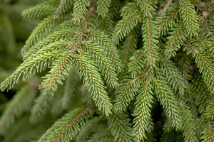 Picea orientalis 'Aureospicata' - 150-175 CM C65 - image 2