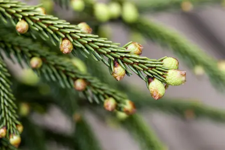 Picea orientalis 'Aureospicata' - 150-175 CM C65 - image 4