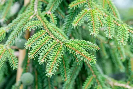 Picea orientalis 'Aureospicata' - 5 Ltr pot - image 5