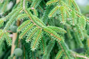 Picea orientalis 'Aureospicata' - 5 Ltr pot - image 5