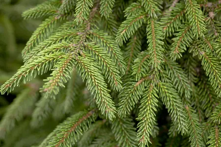 Picea orientalis 'Aureospicata' - 20-25 CM BR - image 1