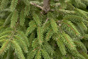 Picea orientalis 'Aureospicata' - 175-200 CM RB - image 2