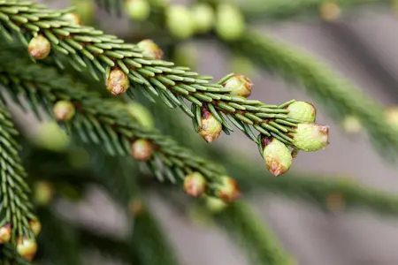 Picea orientalis 'Aureospicata' - 175-200 CM RB - image 3