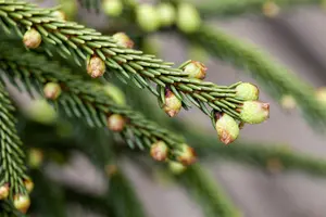Picea orientalis 'Aureospicata' - 175-200 CM RB - image 3