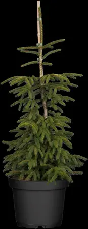 Picea orientalis 'Aureospicata' - 25-30 CM C2.5 - image 1
