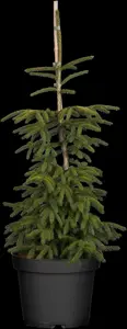 Picea orientalis 'Aureospicata' - 80-100 CM C10 - image 1