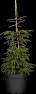 Picea orientalis 'Aureospicata' - 150-175 CM C65 - image 5