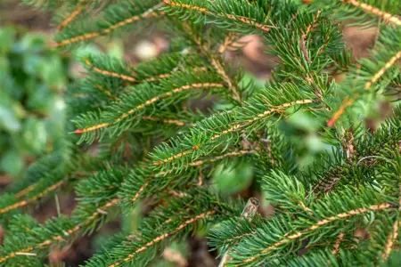 Picea polita - 160-180 CM C90 - image 1