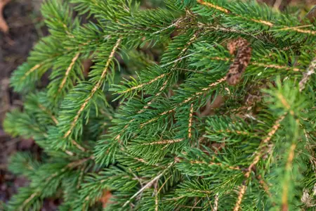 Picea polita - 160-180 CM C90 - image 2