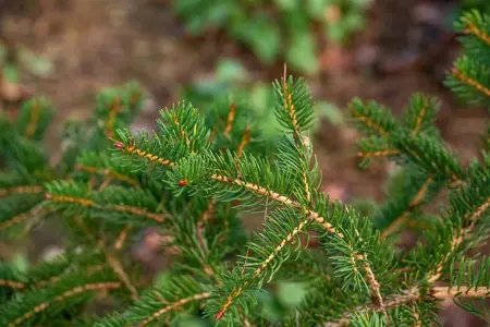 Picea polita - 160-180 CM C90 - image 3