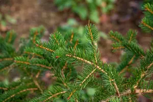 Picea polita - 160-180 CM C90 - image 3