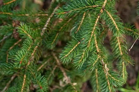 Picea polita - 160-180 CM C90 - image 4