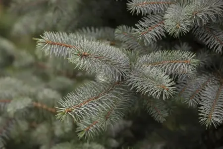Picea pung. 'Blue Diamond' - 125-150 CM RB