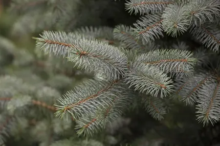 Picea pung. 'Blue Diamond' - P9