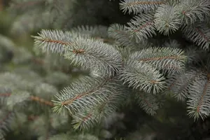 Picea pung. 'Blue Diamond'
