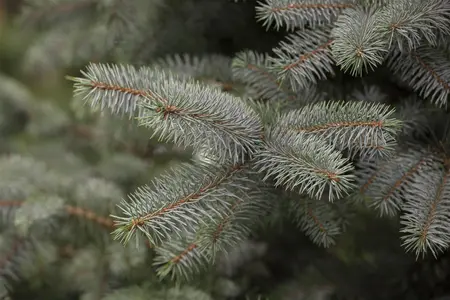 Picea pung. 'Blue Diamond' - 50-60 CM C10