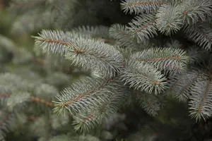Picea pung. 'Blue Diamond' - 50-60 CM C10