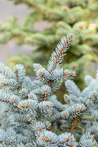 Picea pungens 'Blaukissen' - 15-20 CM C4,5 - image 2
