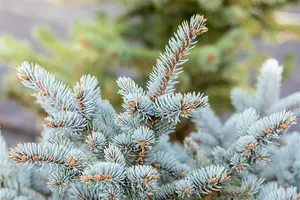 Picea pungens 'Blaukissen'