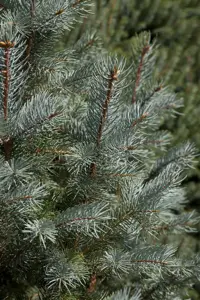 Picea pungens 'Edith' - 80-100 CM RB