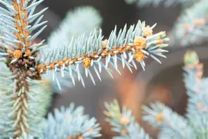 Picea pungens 'Erich Frahm'