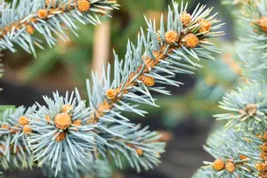 Picea pungens 'Erich Frahm' - 50-60 CM C7.5 - image 2