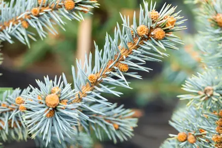 Picea pungens 'Erich Frahm' - 50-60 CM RB - image 2