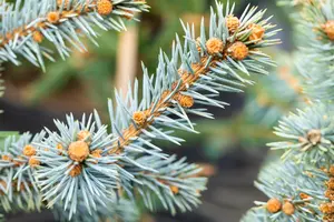 Picea pungens 'Erich Frahm' - 50-60 CM RB - image 2