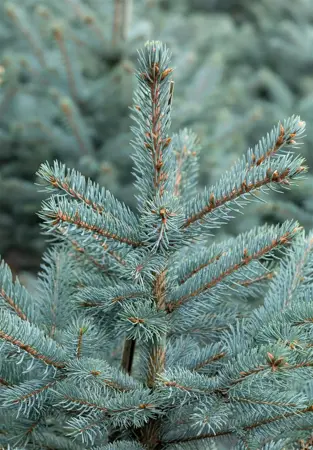Picea pungens 'Fat Albert' - 100-125 CM C10 - image 3