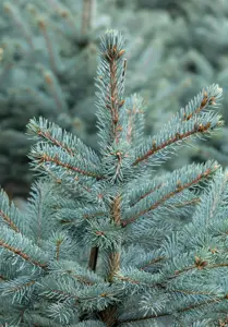 Picea pungens 'Fat Albert' - 100-125 CM C10 - image 3
