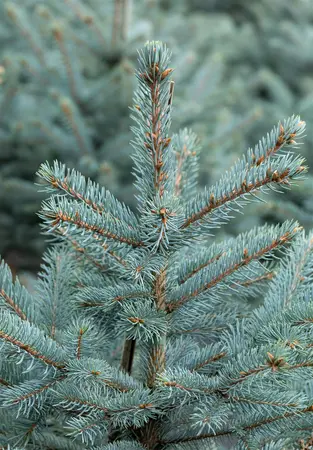 Picea pungens 'Fat Albert' - 60-80 CM C12 - image 3