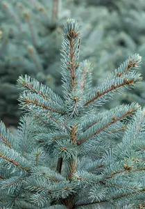 Picea pungens 'Fat Albert' - 50-60 CM C7.5 - image 3