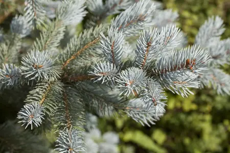 Picea pungens 'Fat Albert' - 100-125 CM C10 - image 1