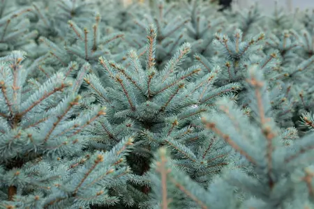 Picea pungens 'Fat Albert' - 100-125 CM C10 - image 2