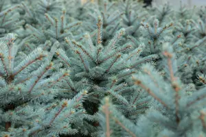 Picea pungens 'Fat Albert' - 100-125 CM C10 - image 2